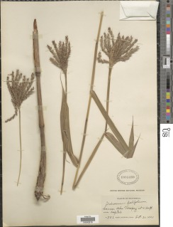 Ischaemum latifolium image