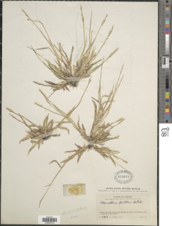 Mesosetum pittieri image