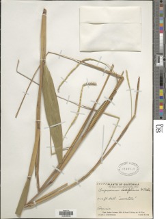 Tripsacum latifolium image