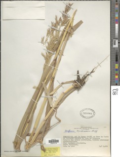 Sorghum bicolor subsp. verticilliflorum image