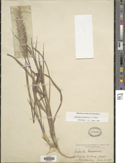 Image of Imperata cylindrica