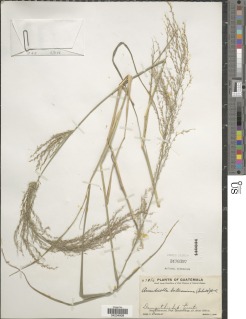 Arundinella berteroniana image