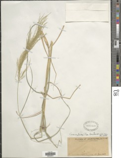 Arundinella berteroniana image