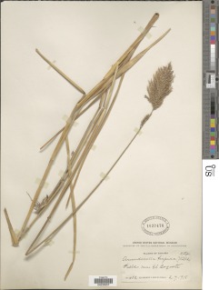 Arundinella hispida image