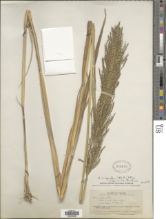Arundinella hispida image