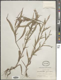 Hackelochloa granularis image