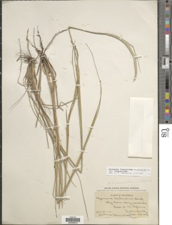 Image of Elionurus tripsacoides