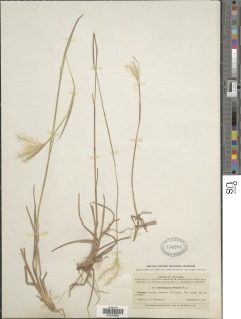 Image of Andropogon selloanus