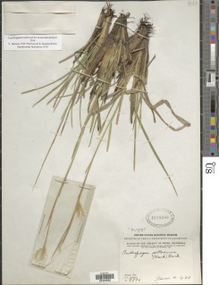 Andropogon selloanus image