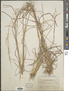Image of Andropogon virginicus