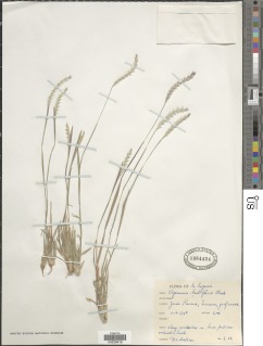 Image of Elionurus hirtifolius