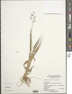 Image of Homolepis isocalycia