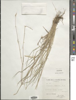 Andropogon abyssinicus image