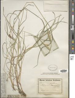 Image of Andropogon abyssinicus