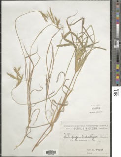 Image of Andropogon distachyos