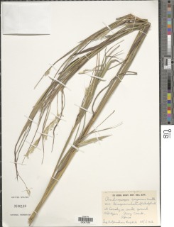 Andropogon gayanus var. bisquamulatus image