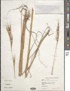Andropogon pseudapricus image