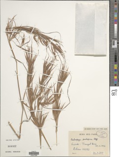 Image of Andropogon pseudapricus