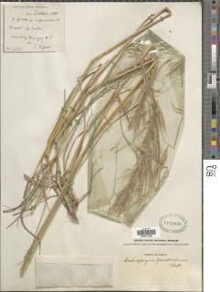 Andropogon pseudapricus image
