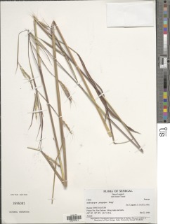Image of Andropogon pinguipes