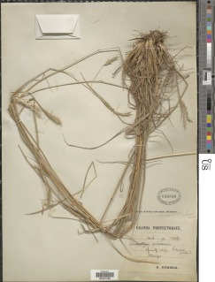 Image of Andropogon schirensis