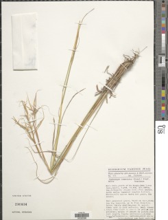 Cymbopogon commutatus image