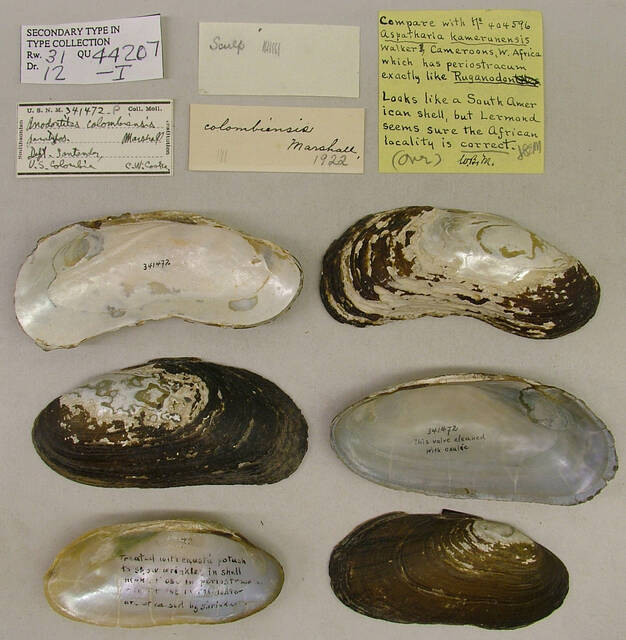 Anodontites colombiensis image