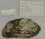 Anodontites colombiensis image