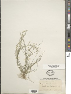 Image of Eragrostis pectinacea