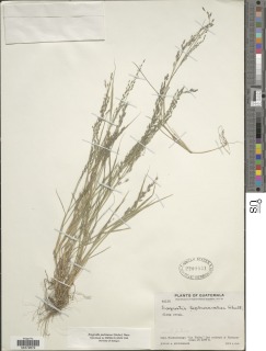 Eragrostis pectinacea image