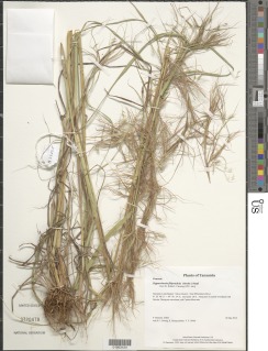 Hyparrhenia filipendula image