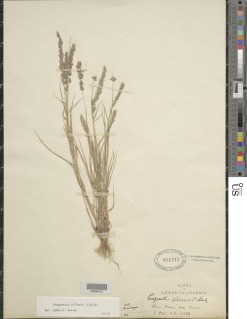 Image of Eragrostis ciliaris