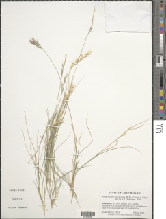Image of Rytidosperma racemosum