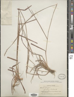 Image of Schizachyrium sanguineum