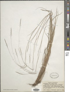 Image of Schizachyrium tenerum