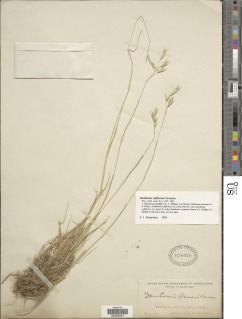 Danthonia californica image