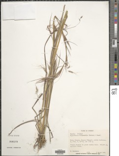 Hyparrhenia filipendula image
