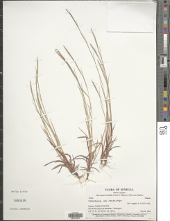 Schizachyrium exile image