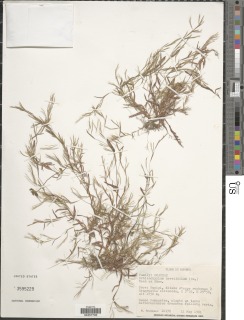 Image of Schizachyrium brevifolium