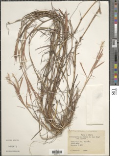 Image of Schizachyrium pulchellum