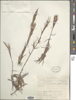 Schizachyrium pulchellum image