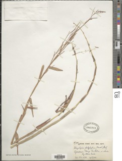 Schizachyrium platyphyllum image