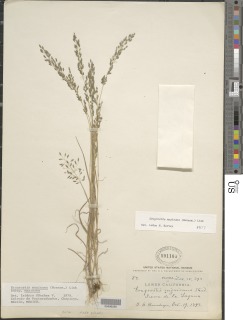 Eragrostis mexicana image