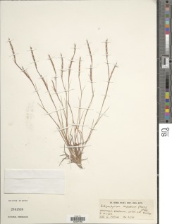 Schizachyrium nodulosum image