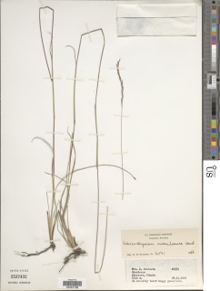 Image of Schizachyrium mukuluense