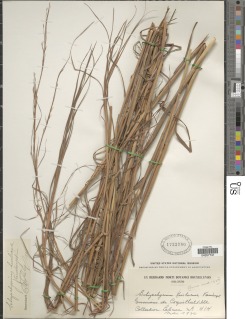 Image of Schizachyrium kwiluense