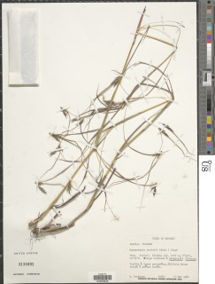Hyparrhenia newtonii image