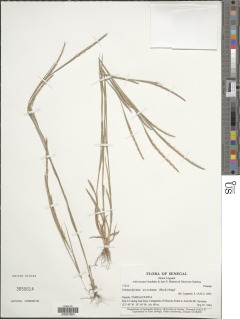 Schizachyrium urceolatum image