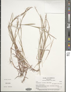 Schizachyrium urceolatum image