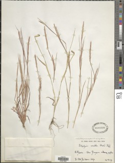 Image of Schizachyrium urceolatum